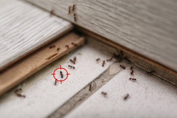Best Emergency Pest Control  in Mckinleyville, CA