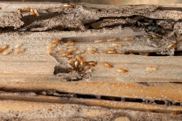 Best Pest Prevention Services  in Mckinleyville, CA